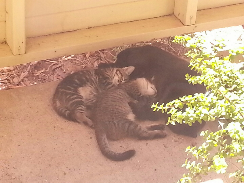 Illustration for article titled This Stupid Shutdown and Kitten Update